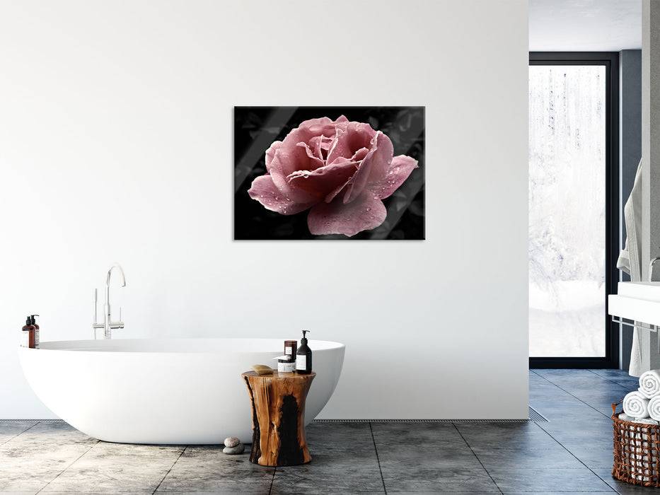 Pixxprint zarte rosafarbene Rosenblüte, Glasbild Saisonschlussverkauf