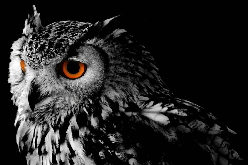 Pixxprint Dark Eule mit orangen Augen, Glasbild Black Friday