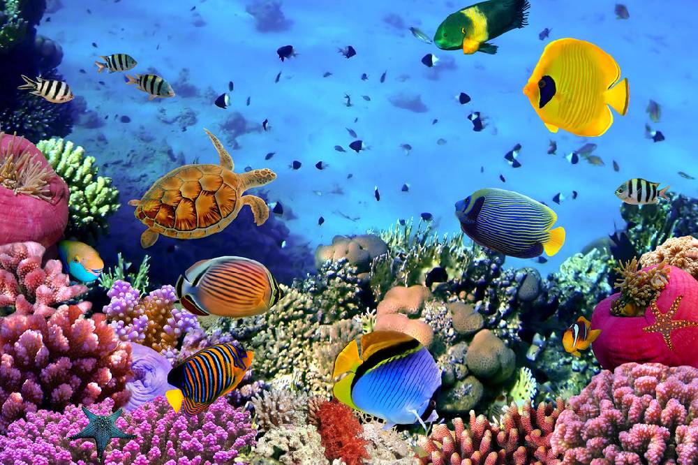 Pixxprint Fische über Korallenriff, Glasbild Cyber Monday
