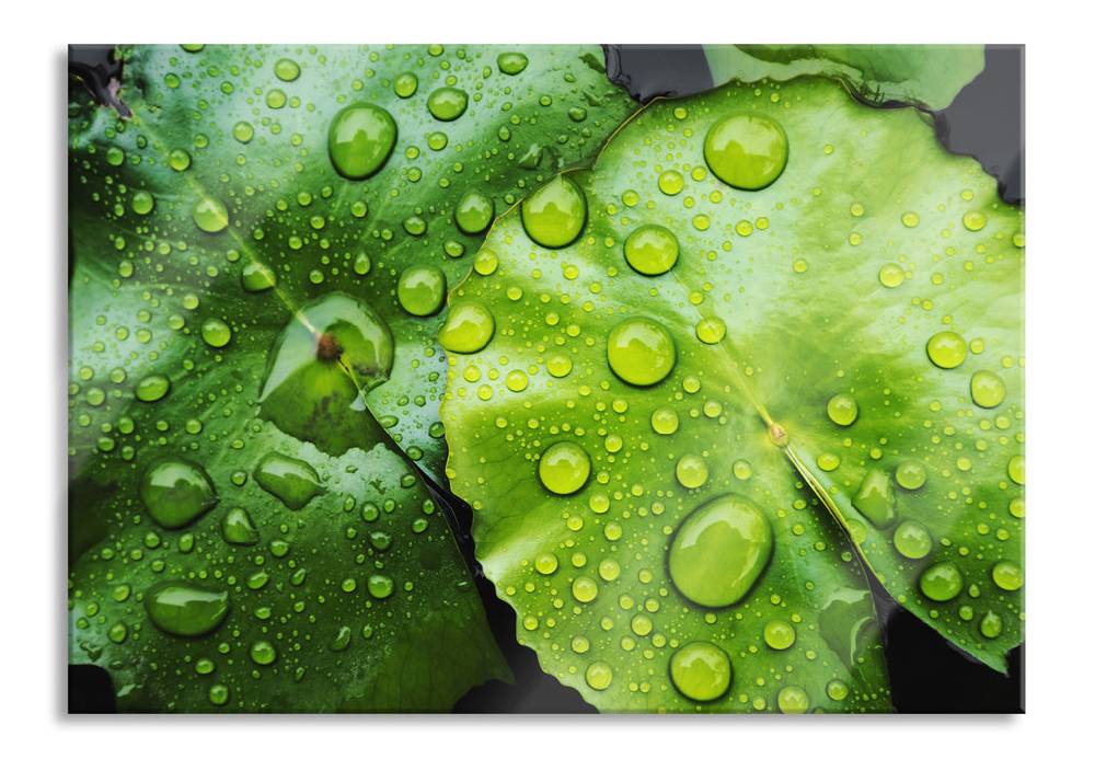 Pixxprint die Blätter mit den Wassertropfen, Glasbild