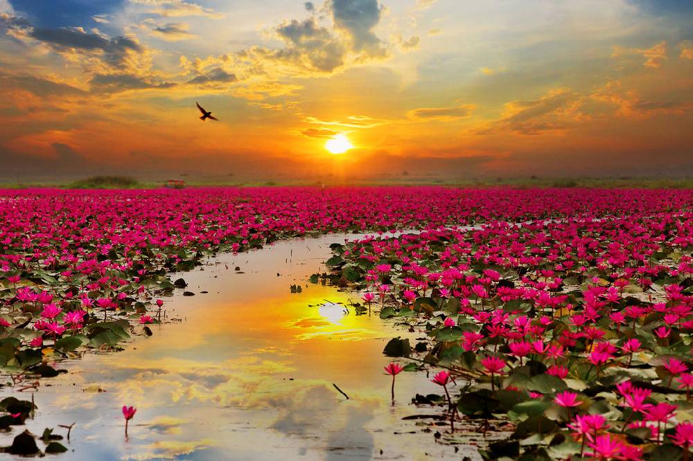 Pixxprint Lotusblüten am See, Glasbild Lagerräumung