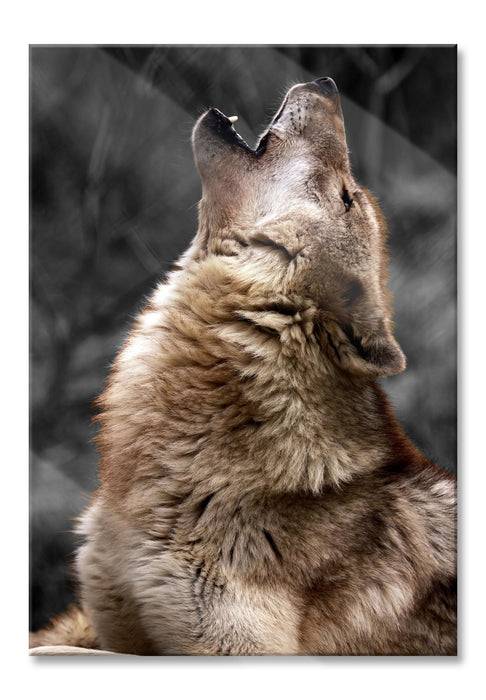 Pixxprint Anmutiger Heulender Wolf, Glasbild
