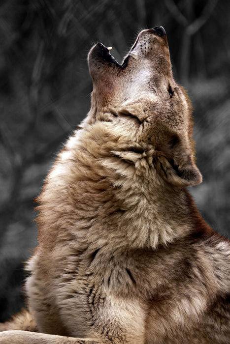 Pixxprint Anmutiger Heulender Wolf, Glasbild Top Angebot