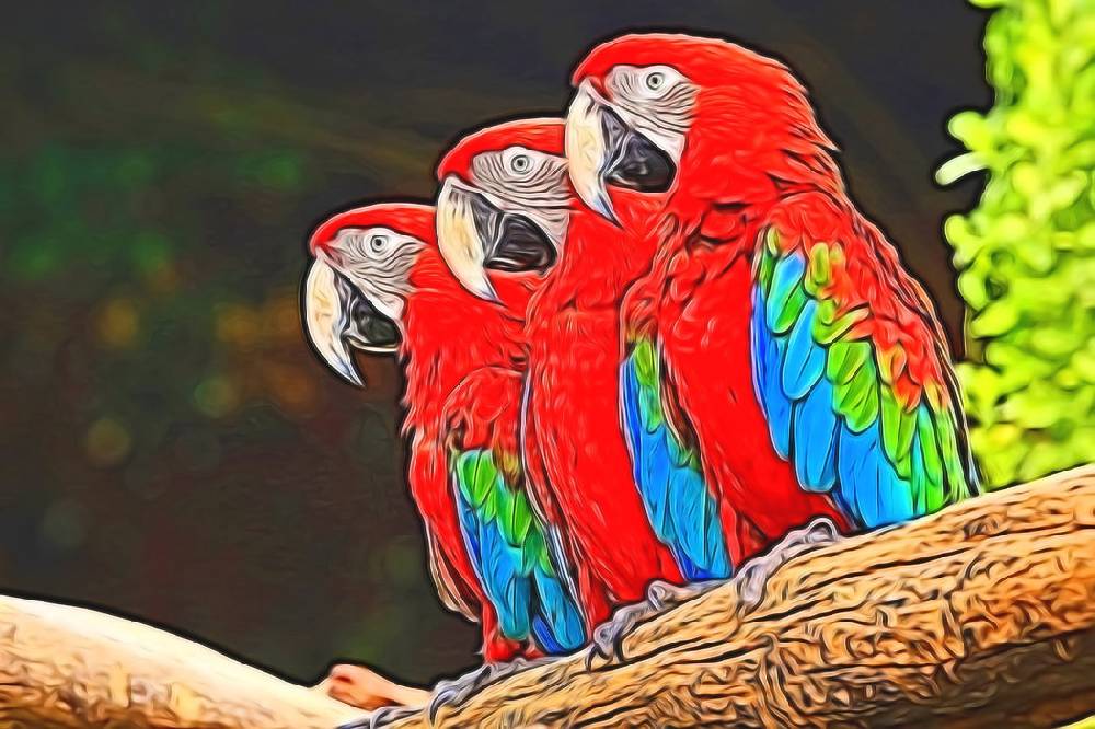 Pixxprint Bunte Papageien auf Ast, Glasbild Neuheiten