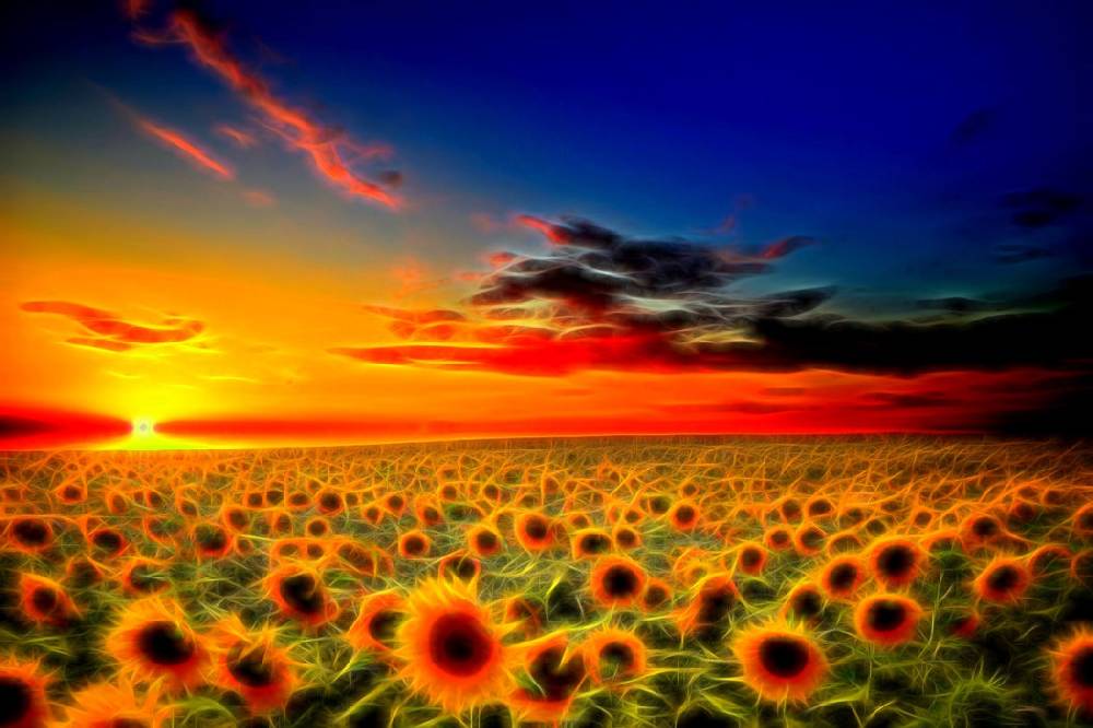 Pixxprint Wunderschönes Sonnenblumenfeld, Glasbild Räumungsverkauf