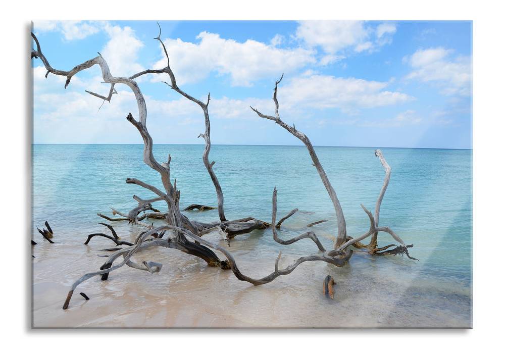 Pixxprint Strand mit Treibholz in Kuba, Glasbild
