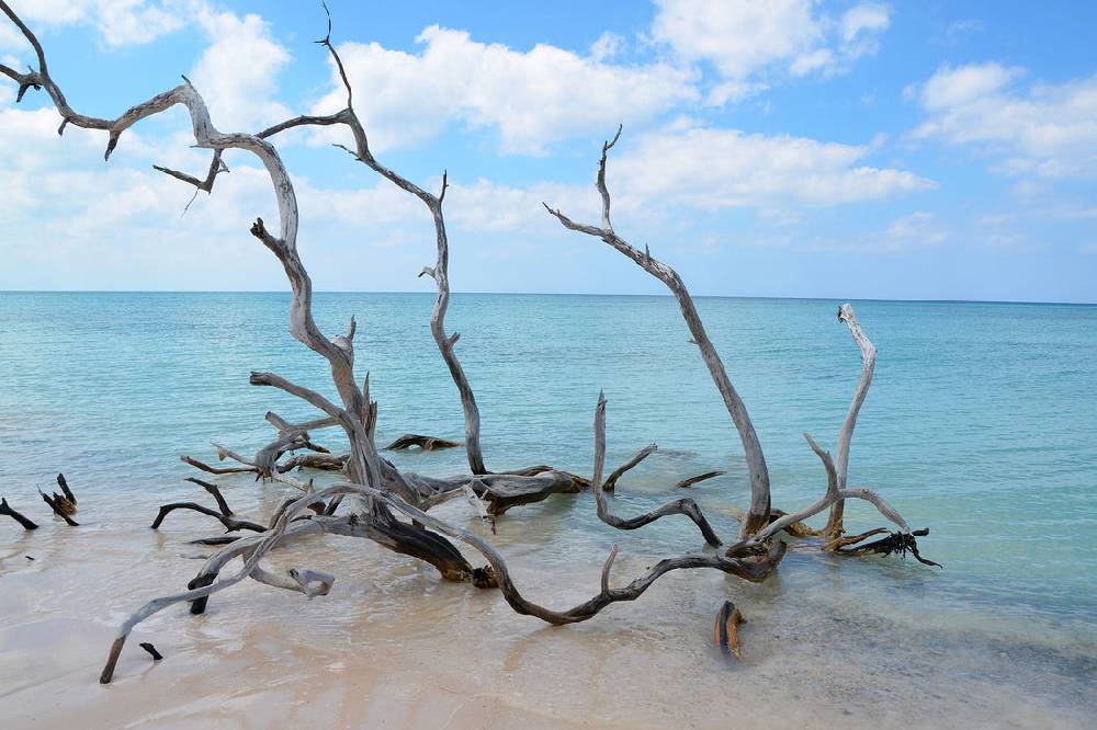 Pixxprint Strand mit Treibholz in Kuba, Glasbild Riesige Ersparnisse