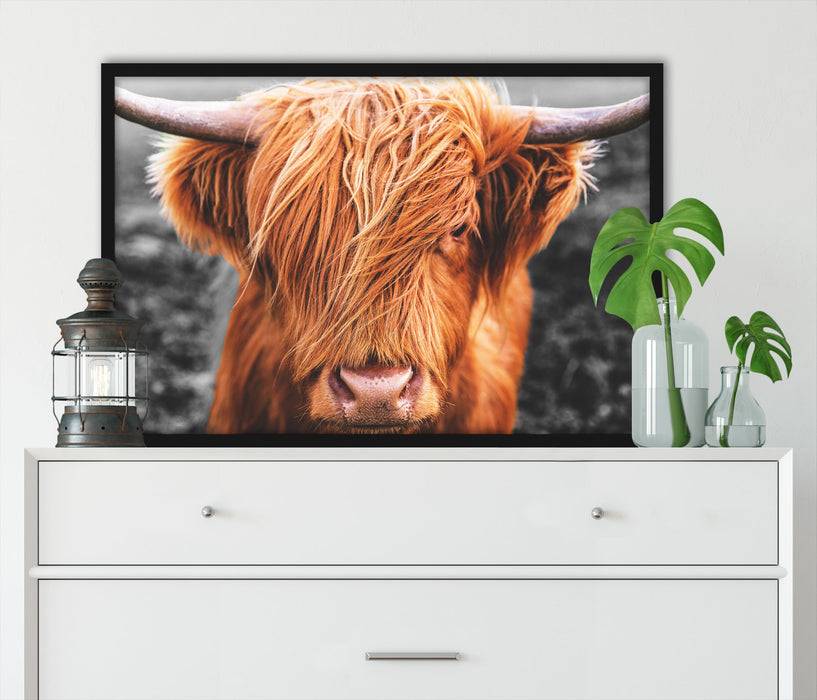 Pixxprint Nahaufnahme schottisches Highlandrind B&W Detail, Poster mit Bilderrahmen Neueste Stile