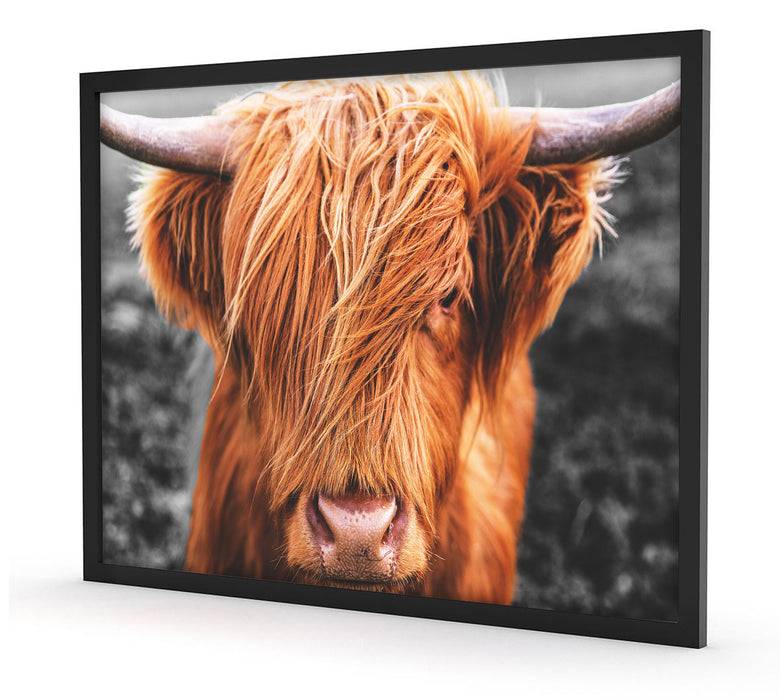 Pixxprint Nahaufnahme schottisches Highlandrind B&W Detail, Poster mit Bilderrahmen Neueste Stile