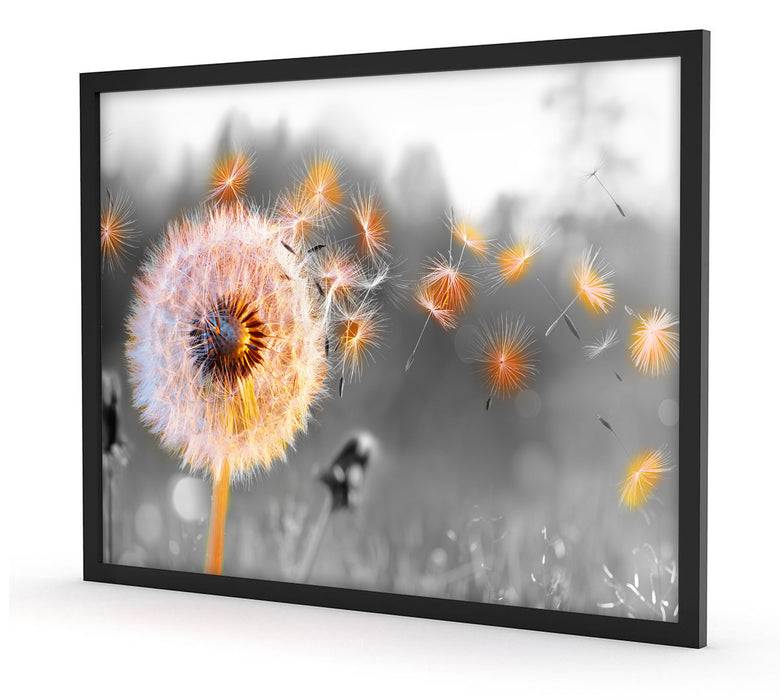 Pixxprint Nahaufnahme Pusteblume Sonnenuntergang B&W Detail, Poster mit Bilderrahmen Letzter Tag