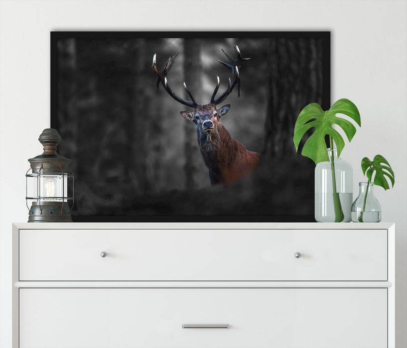 Pixxprint Hirsch im Wald schaut neugierig in die Kamera B&W Detail, Poster mit Bilderrahmen Bis zu 50% Rabatt