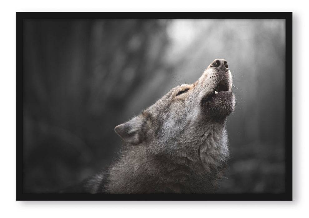 Pixxprint Heulender Wolf Nahaufnahme B&W Detail, Poster mit Bilderrahmen