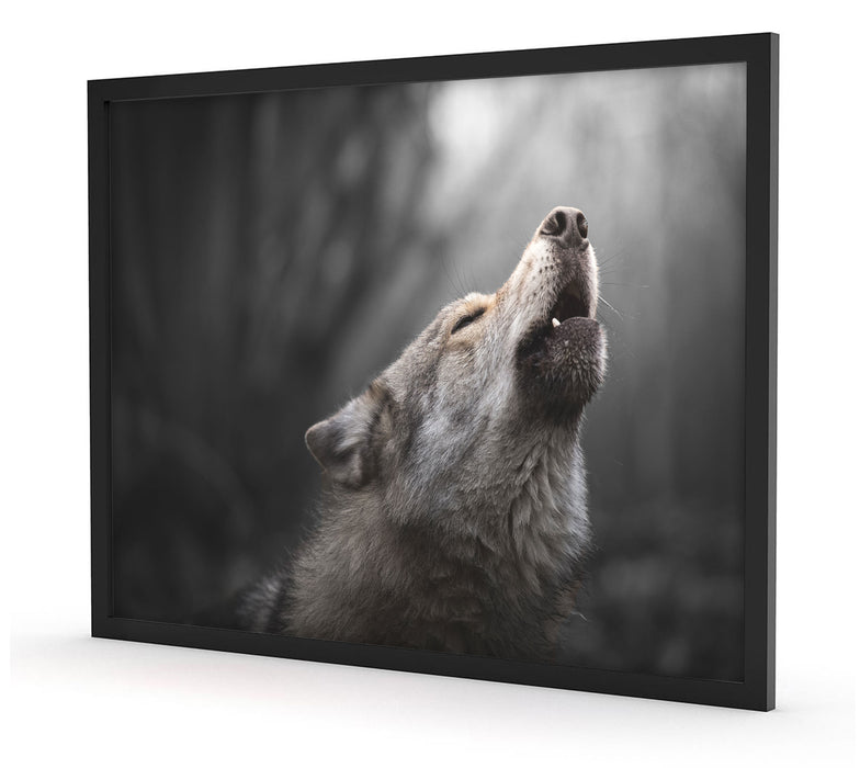Pixxprint Heulender Wolf Nahaufnahme B&W Detail, Poster mit Bilderrahmen Bis zu 60% Rabatt