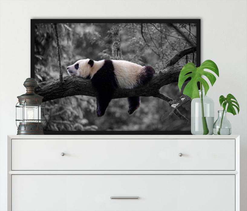 Pixxprint Schlafender Panda auf Baumstamm B&W Detail, Poster mit Bilderrahmen Bis zu 65% Rabatt