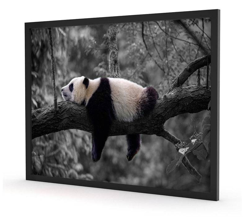 Pixxprint Schlafender Panda auf Baumstamm B&W Detail, Poster mit Bilderrahmen Bis zu 65% Rabatt
