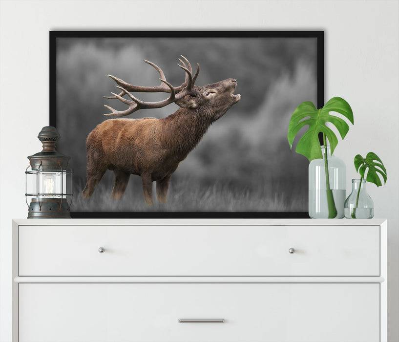 Pixxprint Röhrender Hirsch mit mächtigem Geweih B&W Detail, Poster mit Bilderrahmen Nur für heute