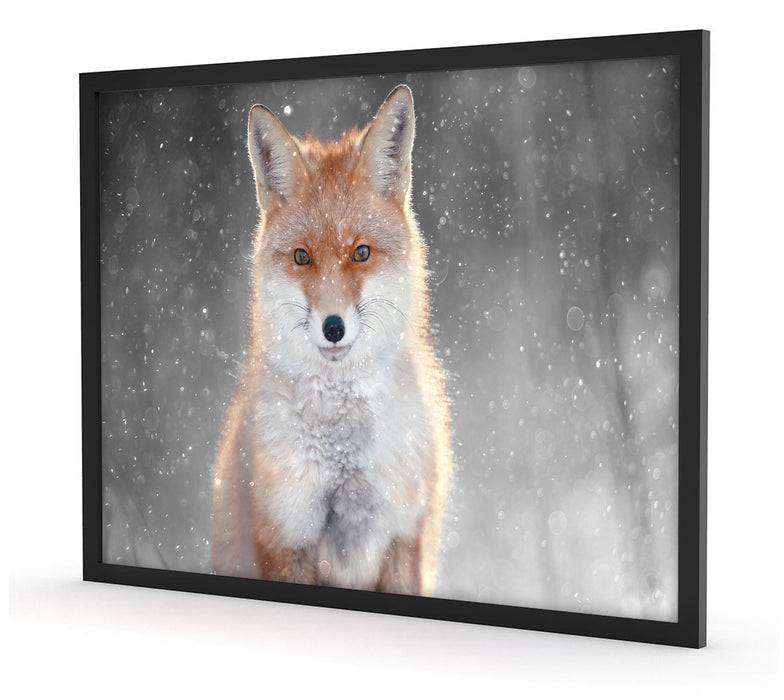 Pixxprint Roter Fuchs im Winter B&W Detail, Poster mit Bilderrahmen Vierteljährliche Förderung