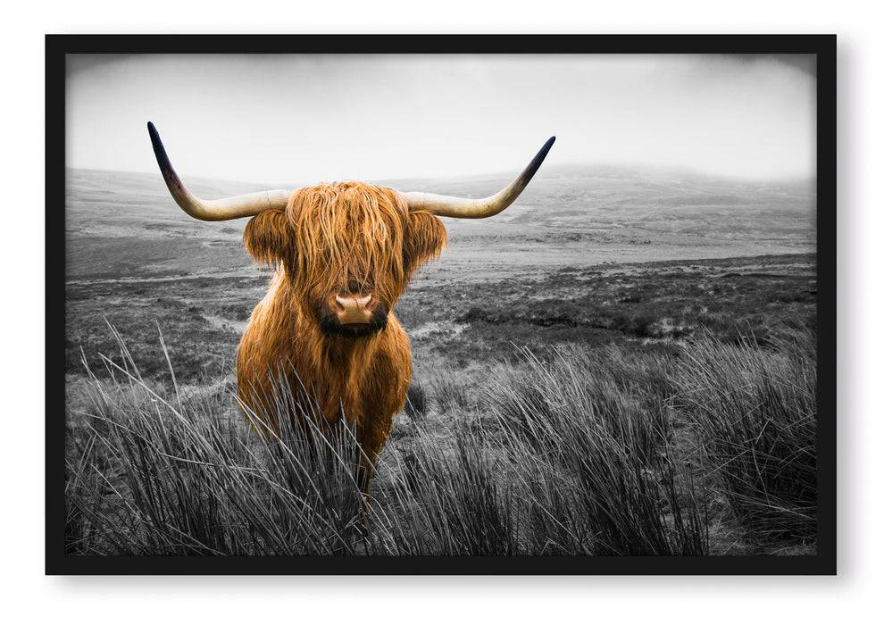 Pixxprint Highland Rind mit großen Hörnern Steppe B&W Detail, Poster mit Bilderrahmen