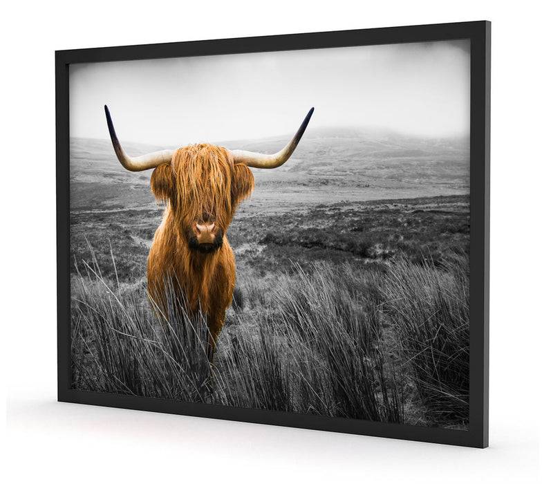 Pixxprint Highland Rind mit großen Hörnern Steppe B&W Detail, Poster mit Bilderrahmen Super Rabatt