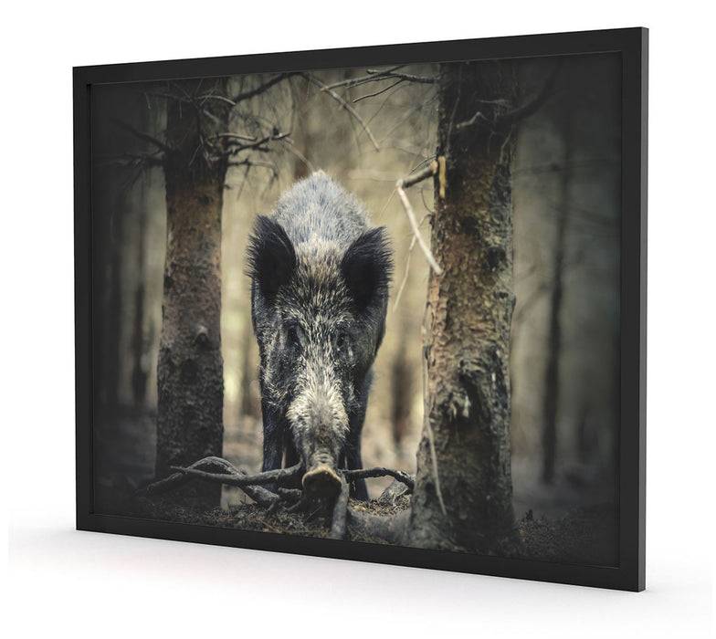 Pixxprint Nahaufnahme Wildschwein im Wald, Poster mit Bilderrahmen 50% Rabatt mit kostenlosem Versand