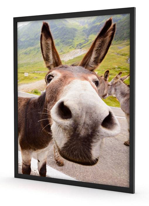 Pixxprint Lustiger Esel auf Straße in den Bergen, Poster mit Bilderrahmen Black Friday Preise