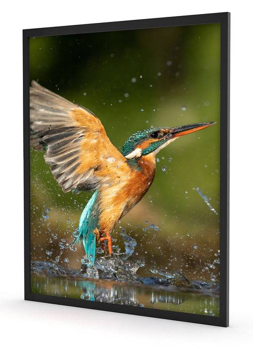 Pixxprint Eisvogel auf der Jagd nach Fischen, Poster mit Bilderrahmen Im Verkauf