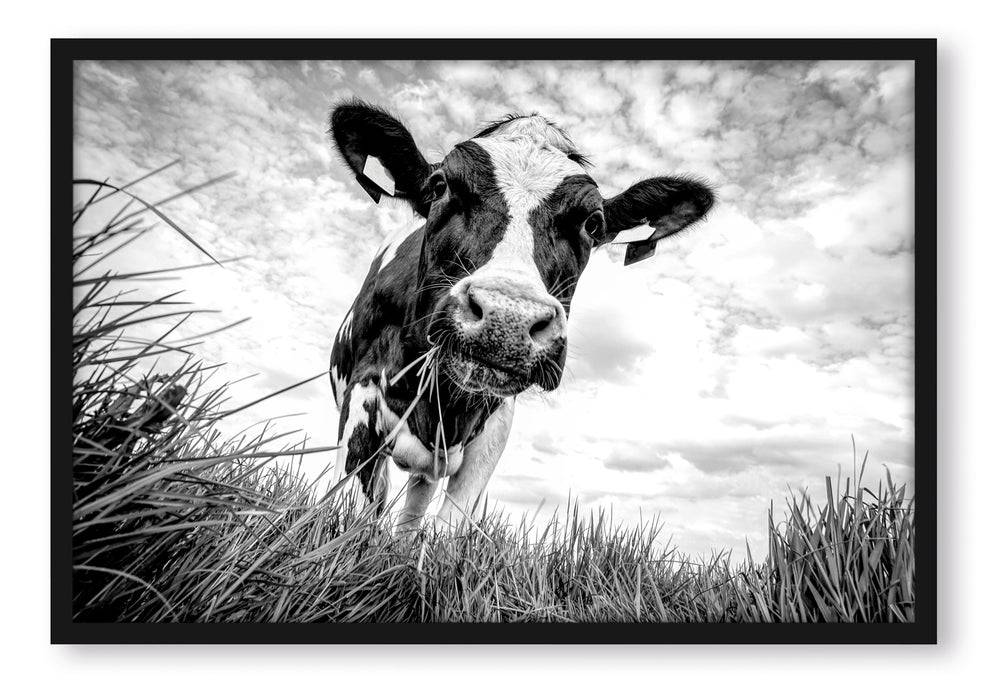 Pixxprint Nahaufnahme Grasende Kuh auf Weide, Monochrome, Poster mit Bilderrahmen