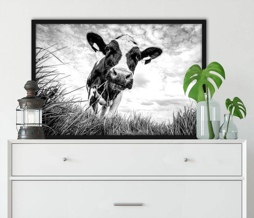 Pixxprint Nahaufnahme Grasende Kuh auf Weide, Monochrome, Poster mit Bilderrahmen Auslauf