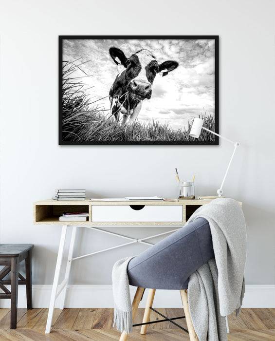 Pixxprint Nahaufnahme Grasende Kuh auf Weide, Monochrome, Poster mit Bilderrahmen Auslauf
