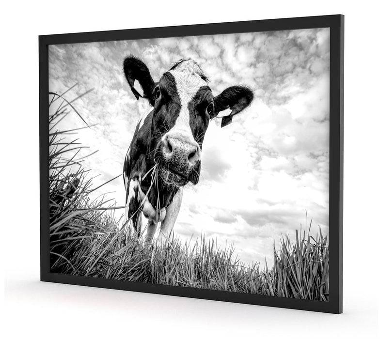 Pixxprint Nahaufnahme Grasende Kuh auf Weide, Monochrome, Poster mit Bilderrahmen Auslauf