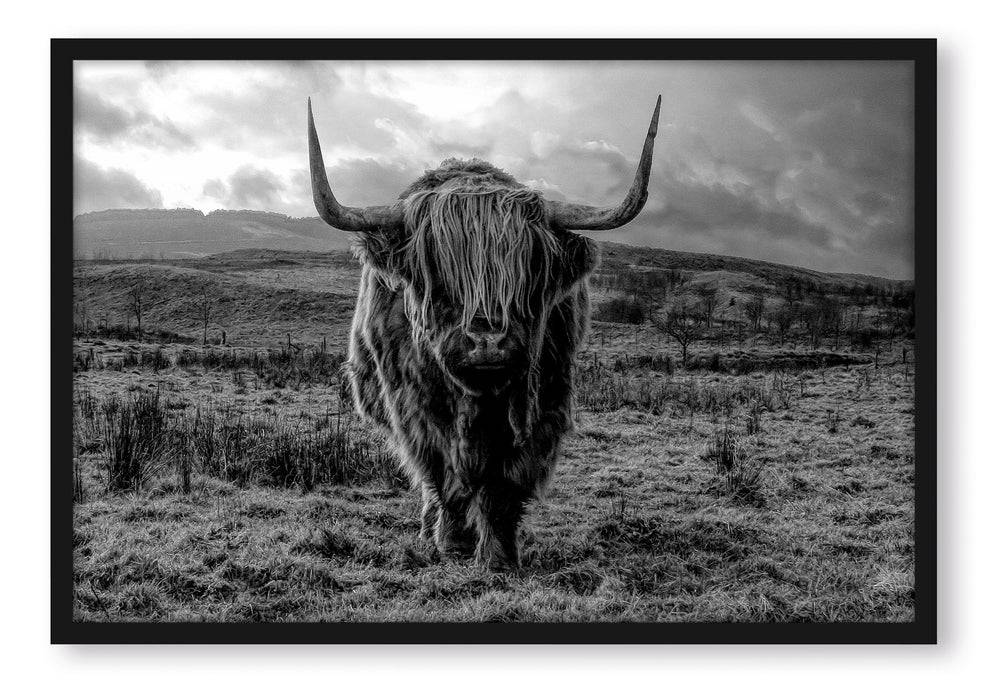 Pixxprint Highlandrind bei Sonnenuntergang, Monochrome, Poster mit Bilderrahmen