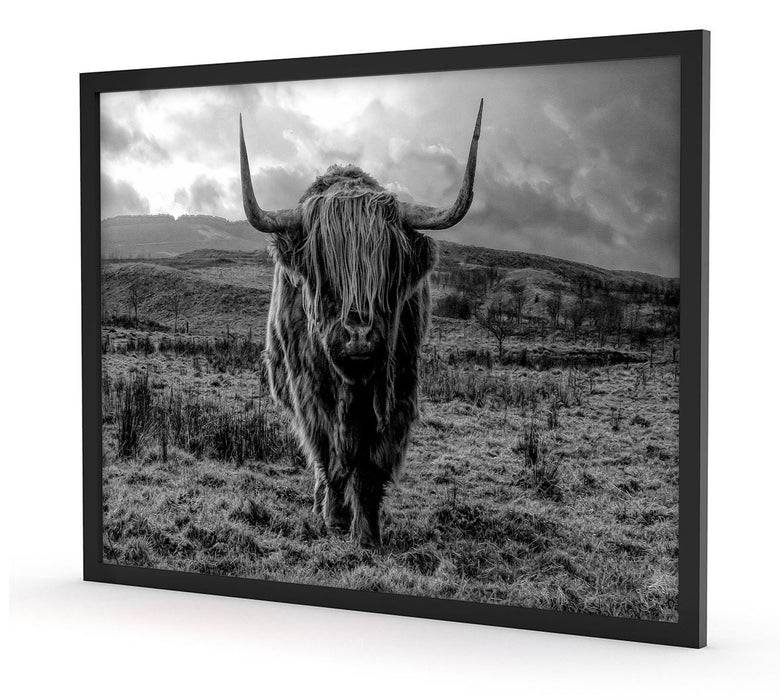 Pixxprint Highlandrind bei Sonnenuntergang, Monochrome, Poster mit Bilderrahmen Hotsell
