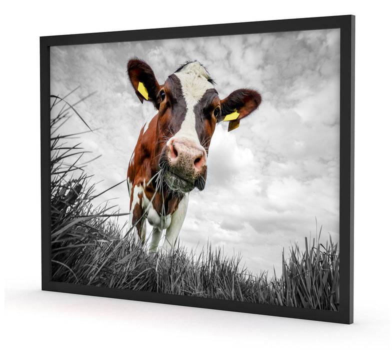 Pixxprint Nahaufnahme Grasende Kuh auf Weide B&W Detail, Poster mit Bilderrahmen im Angebot