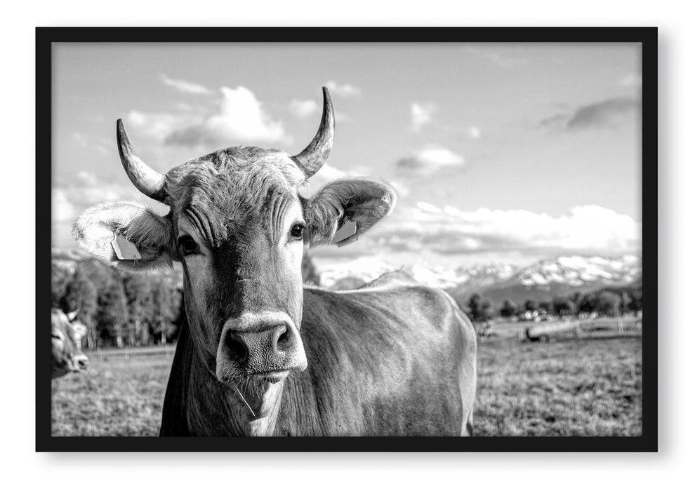 Pixxprint Neugierige Kuh auf Weide im Allgäu, Monochrome, Poster mit Bilderrahmen