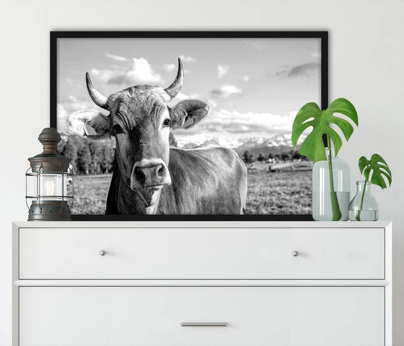 Pixxprint Neugierige Kuh auf Weide im Allgäu, Monochrome, Poster mit Bilderrahmen Günstiger Verkauf