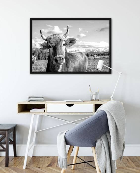 Pixxprint Neugierige Kuh auf Weide im Allgäu, Monochrome, Poster mit Bilderrahmen Günstiger Verkauf
