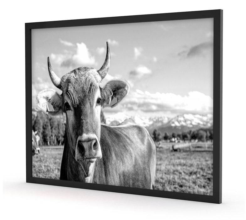 Pixxprint Neugierige Kuh auf Weide im Allgäu, Monochrome, Poster mit Bilderrahmen Günstiger Verkauf