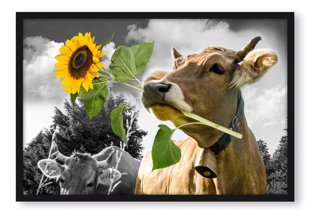 Pixxprint Nahaufnahme Kuh mit Sonnenblume im Maul B&W Detail, Poster mit Bilderrahmen