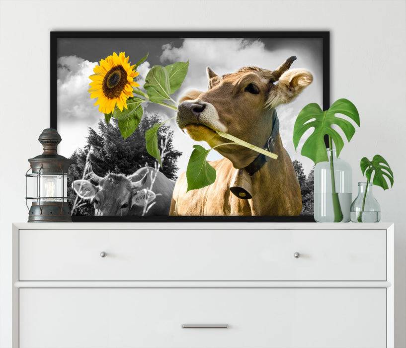 Pixxprint Nahaufnahme Kuh mit Sonnenblume im Maul B&W Detail, Poster mit Bilderrahmen Meist gekauft