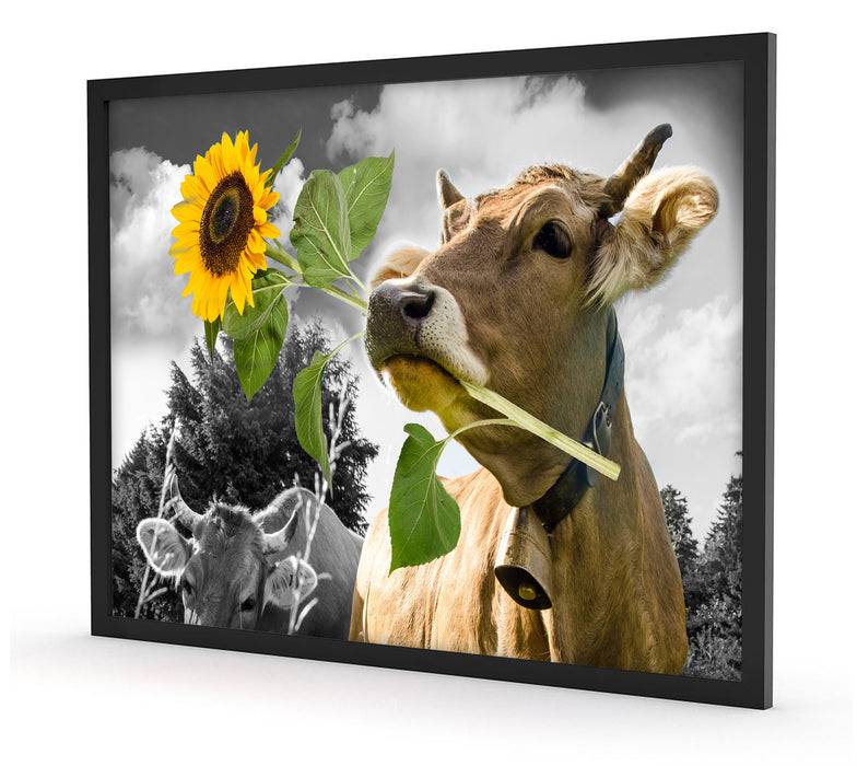 Pixxprint Nahaufnahme Kuh mit Sonnenblume im Maul B&W Detail, Poster mit Bilderrahmen Meist gekauft