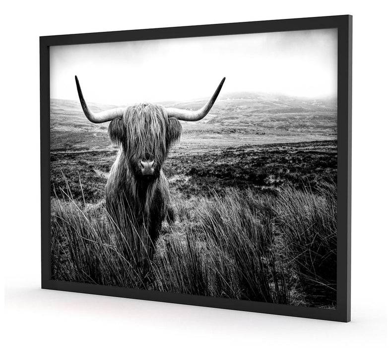 Pixxprint Highland Rind mit großen Hörnern Steppe, Monochrome, Poster mit Bilderrahmen Blitzverkäufe