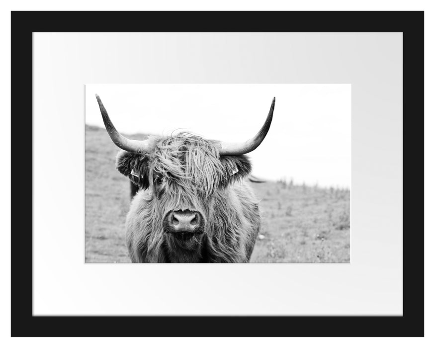 Pixxprint Highlandrind frontal in Schwarz-Weiss, Monochrome, im Galerie-Passepartout Bilderrahmen