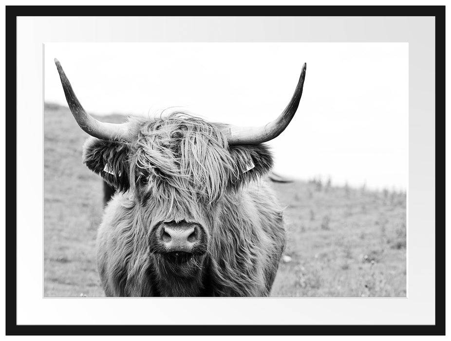 Pixxprint Highlandrind frontal in Schwarz-Weiss, Monochrome, im Galerie-Passepartout Bilderrahmen Muttertagsangebot