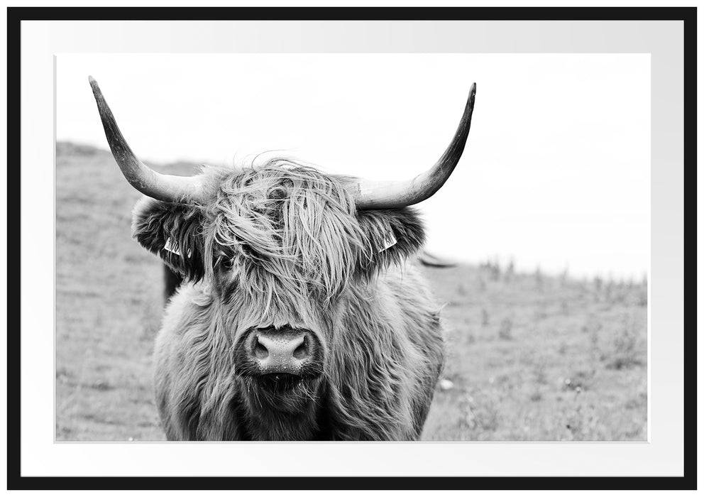 Pixxprint Highlandrind frontal in Schwarz-Weiss, Monochrome, im Galerie-Passepartout Bilderrahmen Muttertagsangebot