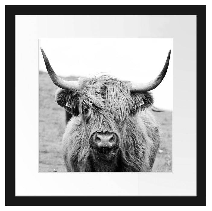 Pixxprint Highlandrind frontal in Schwarz-Weiss, Monochrome, im Galerie-Passepartout Bilderrahmen Muttertagsangebot
