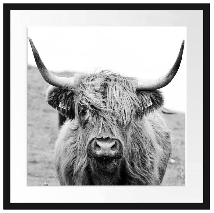Pixxprint Highlandrind frontal in Schwarz-Weiss, Monochrome, im Galerie-Passepartout Bilderrahmen Muttertagsangebot