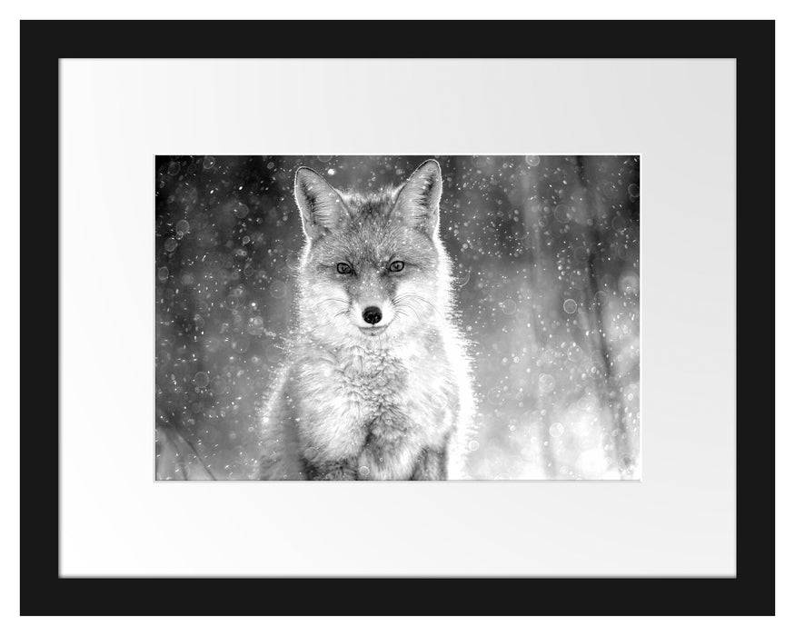Pixxprint Roter Fuchs im Winter, Monochrome, im Galerie-Passepartout Bilderrahmen