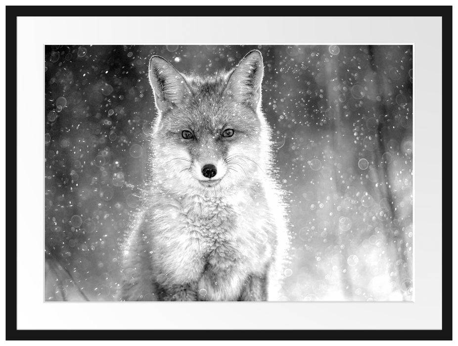 Pixxprint Roter Fuchs im Winter, Monochrome, im Galerie-Passepartout Bilderrahmen Valentinstagsangebot