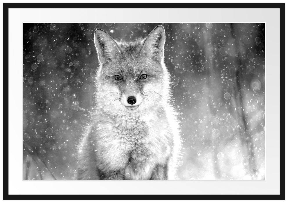 Pixxprint Roter Fuchs im Winter, Monochrome, im Galerie-Passepartout Bilderrahmen Valentinstagsangebot
