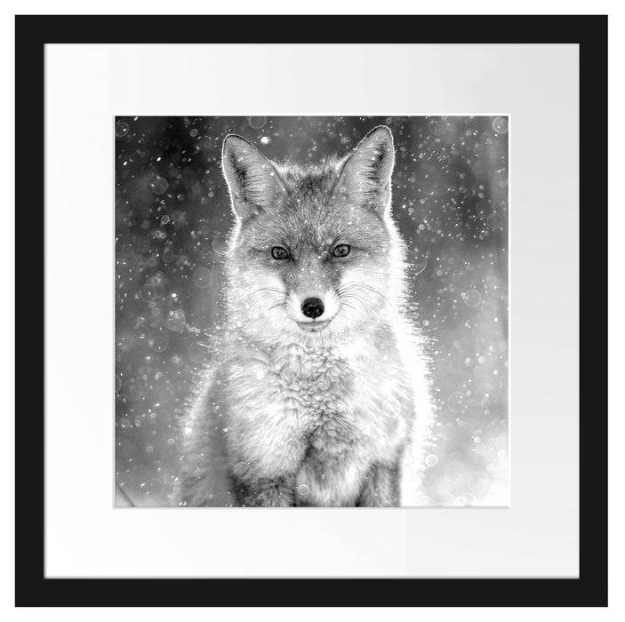 Pixxprint Roter Fuchs im Winter, Monochrome, im Galerie-Passepartout Bilderrahmen Valentinstagsangebot